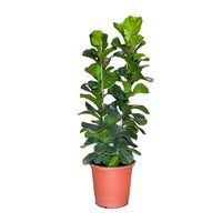 Ficus Lyrata