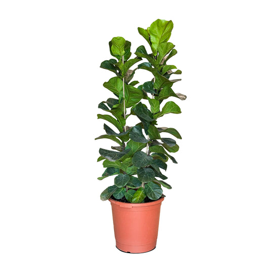 Ficus Lyrata