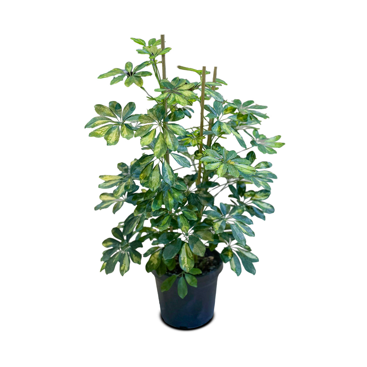 Schefflera Arboricola (Dwarf Umbrella Tree)