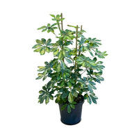Schefflera Arboricola (Dwarf Umbrella Tree)
