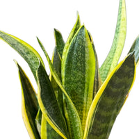 Sansevieria
