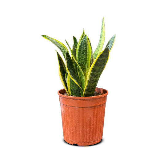 Sansevieria
