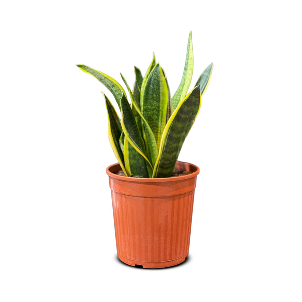 Sansevieria