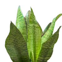 Sansevieria