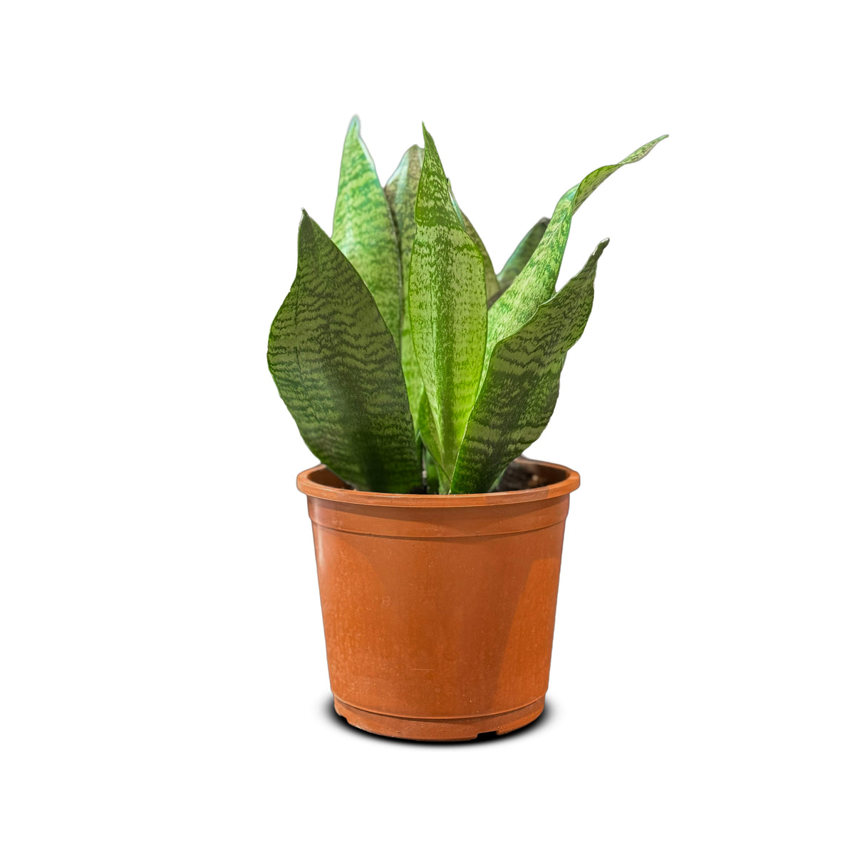 Sansevieria