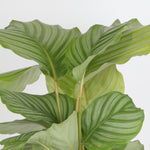 Calathea Orbifolia كالاثيا أوربيفوليا