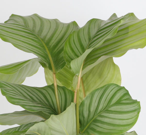 Calathea Orbifolia كالاثيا أوربيفوليا