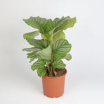 Calathea Orbifolia كالاثيا أوربيفوليا