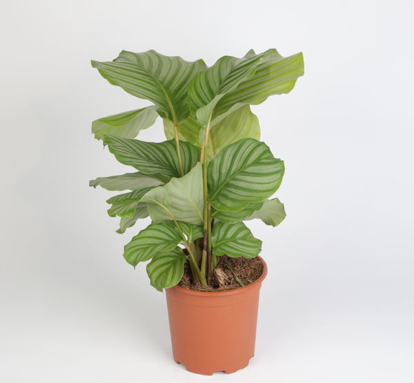 Calathea Orbifolia كالاثيا أوربيفوليا