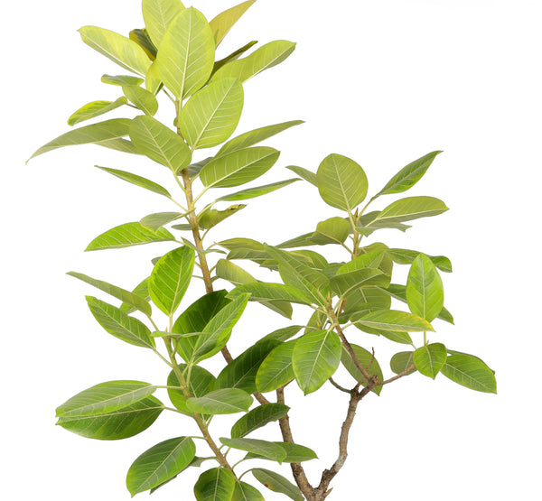 Ficus Benghalensis فيكس بنغالي