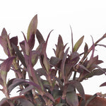 Tradescantia Pallida مكحلة