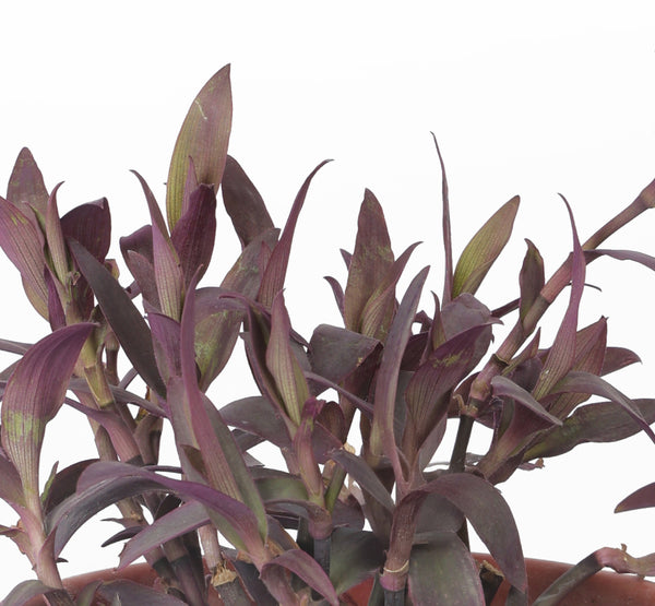 Tradescantia Pallida مكحلة