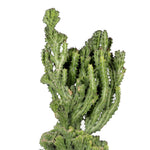 Euphorbia lactea صبار كندلبرة