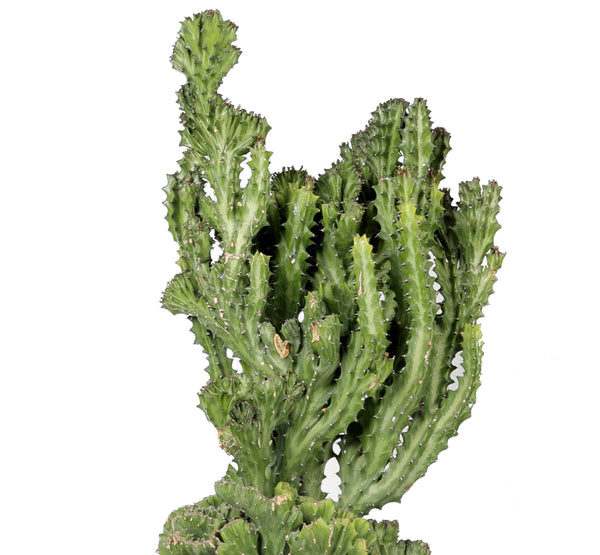 Euphorbia lactea صبار كندلبرة