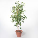 Ficus Religiosa فيكس لسان العصفور