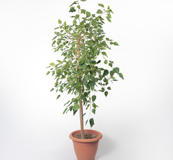 Ficus Religiosa فيكس لسان العصفور