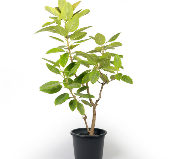 Ficus Benghalensis فيكس بنغالي