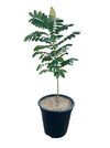 Acacia glauca  اكاسيا غلوكا