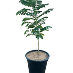 Acacia glauca  اكاسيا غلوكا