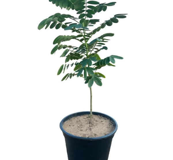 Acacia glauca  اكاسيا غلوكا