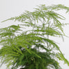 Asparagus Setaceus أسباراغوس سيتاسيوس