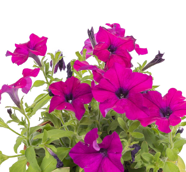 petunia باتونيا