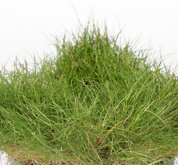 Japanese grass