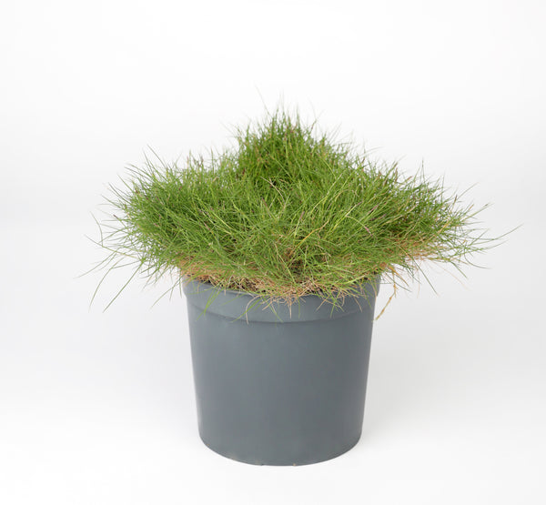 Japanese grass