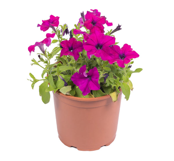 petunia باتونيا