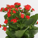 Kalanchoe Flower كالانشو فلّاور