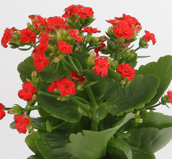 Kalanchoe Flower كالانشو فلّاور