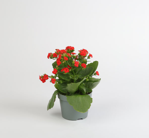 Kalanchoe Flower كالانشو فلّاور