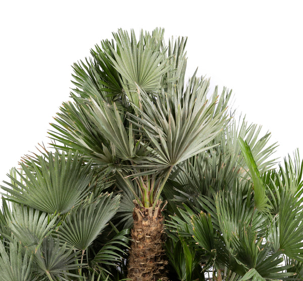 chamaerops humilis