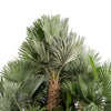 chamaerops humilis