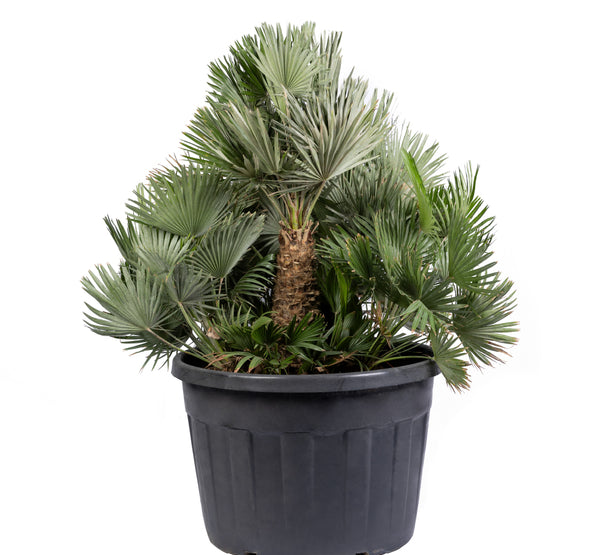 chamaerops humilis