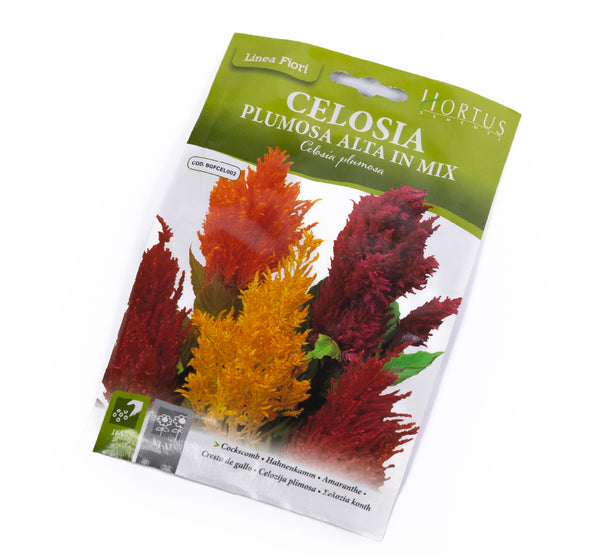 Celosia Plumosa Alta in Mix خليط سيلوسيا بلوموزا العالية.