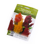 Celosia Plumosa Alta in Mix خليط سيلوسيا بلوموزا العالية.