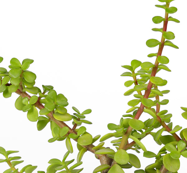 Portulacaria  afra (صبار دمعة الطفل)صبار انجليزي