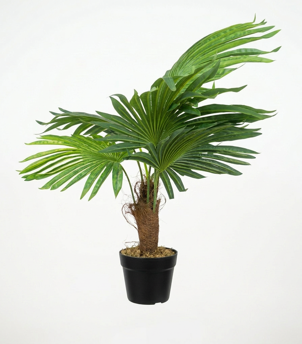 48 X 68 X 80cm  Fan Palm Tree In Pot,5 Leaves(40X40X70CM)