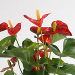 Anthurium Aristo أنثوريوم أريستو