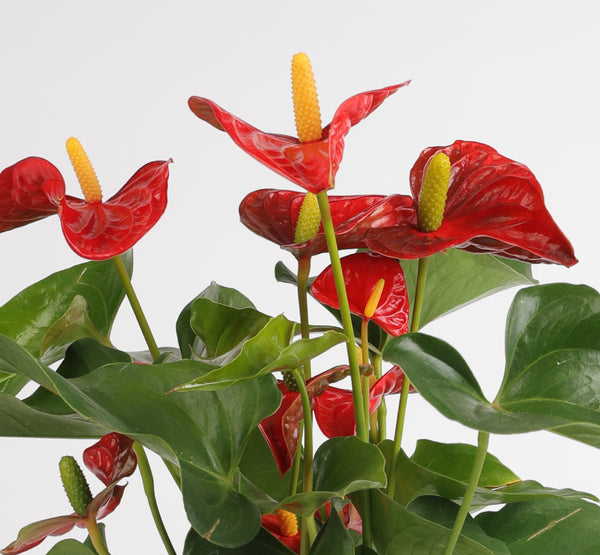 Anthurium Aristo أنثوريوم أريستو