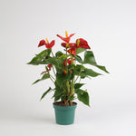 Anthurium Aristo أنثوريوم أريستو