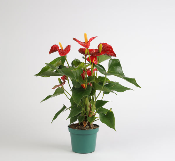 Anthurium Aristo أنثوريوم أريستو