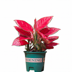 Aglaonema Red Valentine S: 14CM H-30Cm