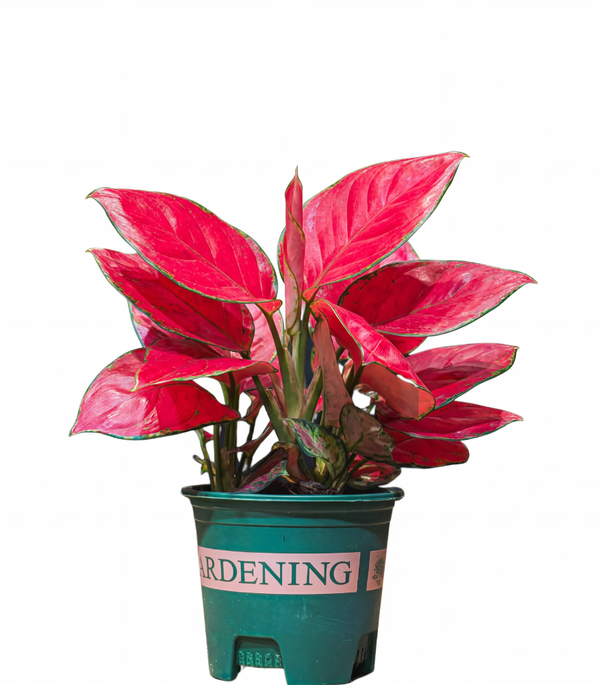 Aglaonema Red Valentine S: 14CM H-30Cm