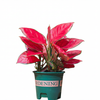 Aglaonema Red Valentine S: 14CM H-30Cm