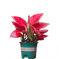 Aglaonema Red Valentine S: 14CM H-30Cm