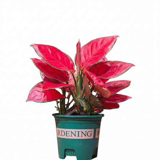 Aglaonema Red Valentine S: 14CM H-30Cm