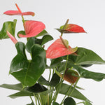 Anthurium Sweet Dream أنثوريوم سويت دريم