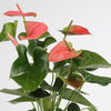 Anthurium Sweet Dream أنثوريوم سويت دريم